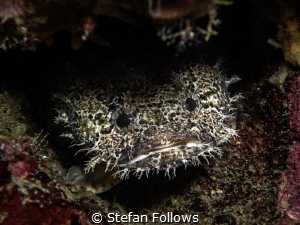 Mr Grumpy Pants. Banded Toadfish - Halophryne diemensis. ... by Stefan Follows 